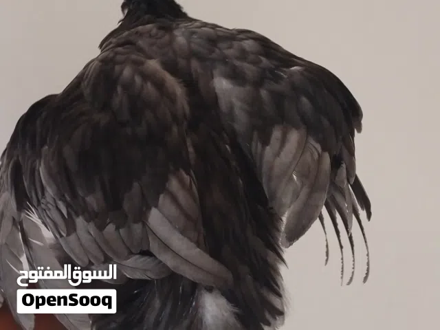 سلام عليكم ورحمة الله وبركاته متوفر دجاجه براهما ربي يبارك