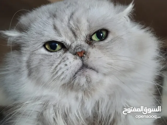 دكر ونتايه شانشيلا سلفر اصول مسجله