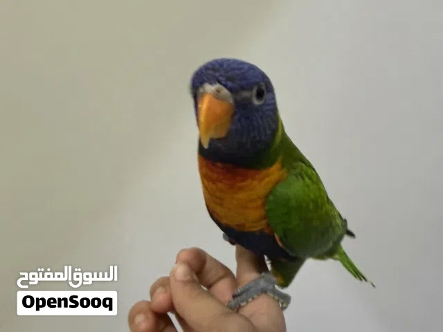 ببغاء لوري
