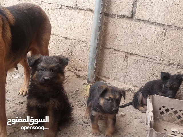 البيع جرو جيرمن