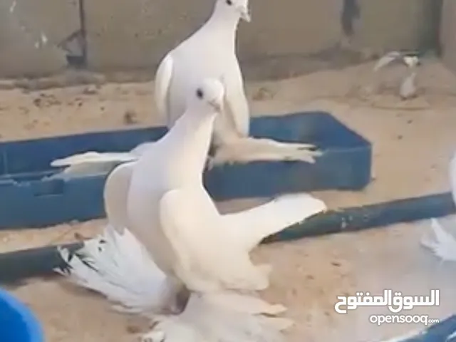 متاح انتا هزاز ربي يبارك هزا او سلوال مشاءالله تبارك الرحمن اسعر ساوم