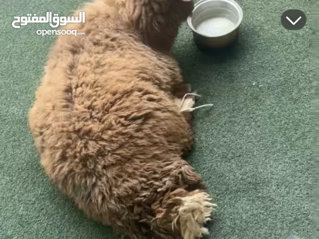 ذبيحتك لباب بيتك خلال ساعتين بس