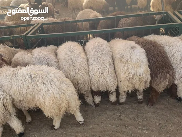 خرفان أضاحي