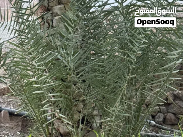 للبيع صرم خلاص