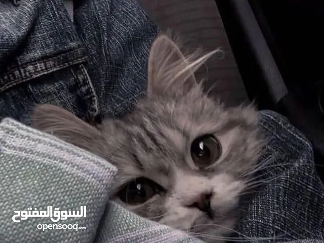 نيفين ماهر ادعيس