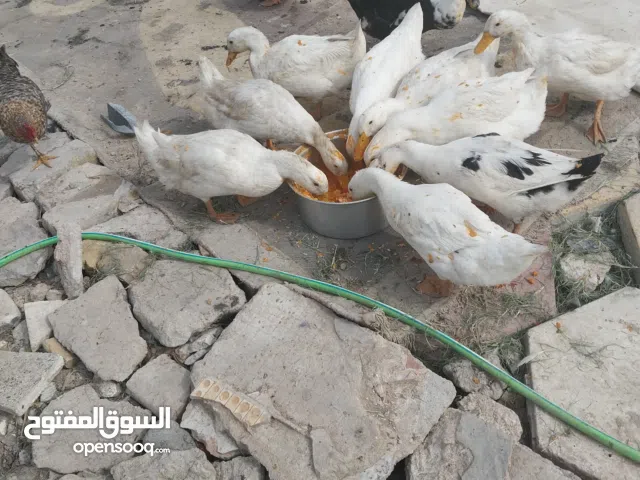 بش مصري بياض زوج