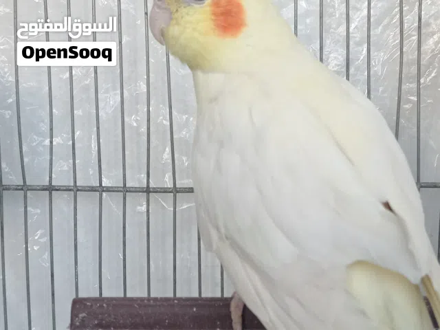 عصافير كوكتيل اليفات وبياضات عدد 6 وتحتهم بيض حاليا للبيع بسبب السفر