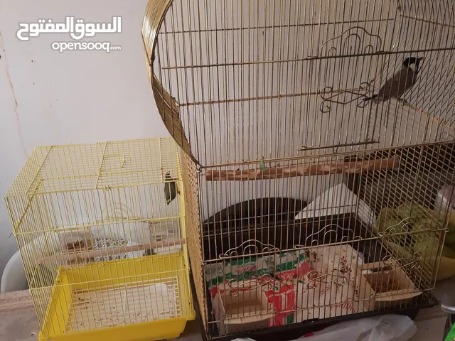 طيور وقفاصه