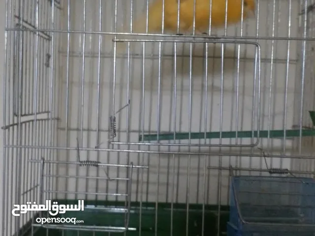 كنارات للبيع فحول بسعر محرق والشر ما بقصرنا.