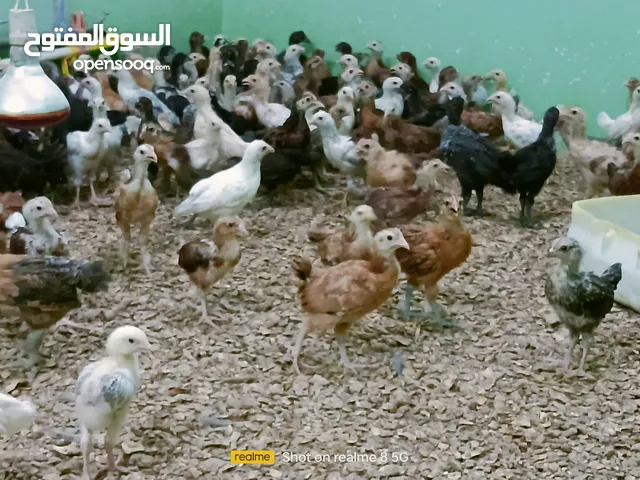 دجاج هجين عماني فرنسي عمر شهر ع 500بيسه فقط