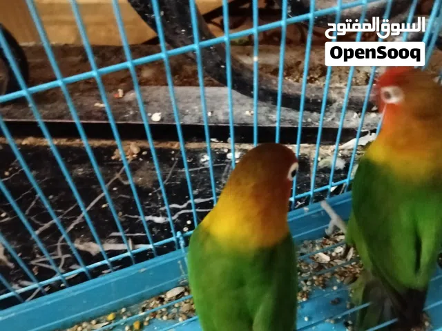 فشير جوز+لوف بيرد جوز