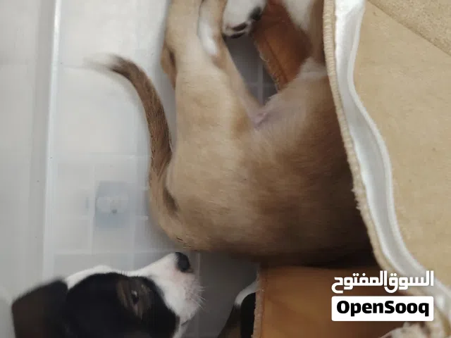 مكس مالتيز مع شيواوا للبيع