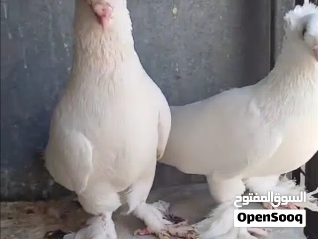 جواز مشكلات