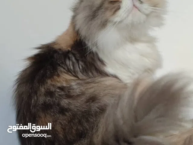 قط بيكي فيس