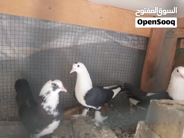 طيور متنوعة