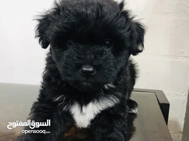 كلب فرنسي للبيع (فرنش تيرير )