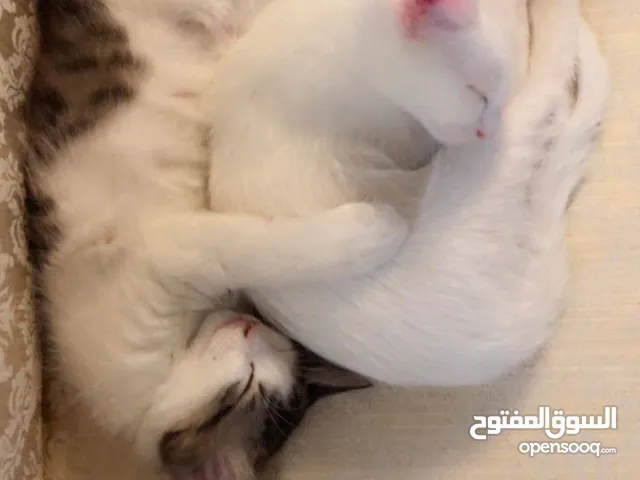 للتبني ،،، عمرها 3 شهور