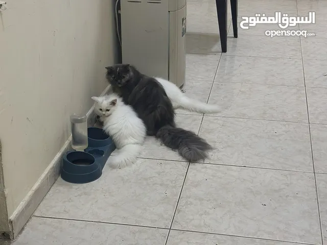 قطه مكس سكوتش شيرازي وعندها بنتين للبيع