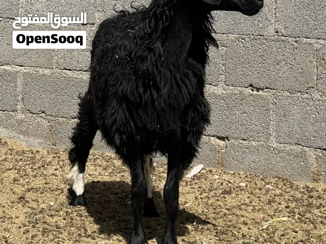 للبيع كبش سمين ما شاء الله