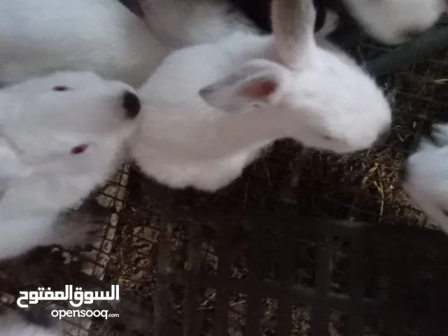 ارنب كليفورني