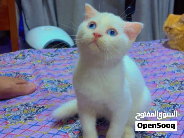 Adorable kittens ready for new home