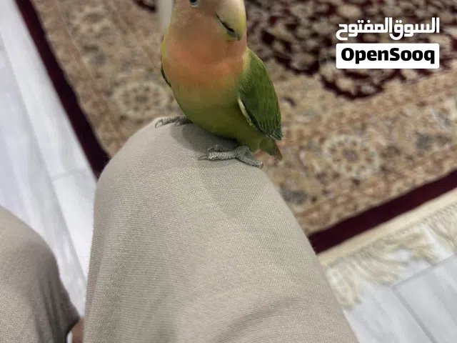 طير روز اليف شوي ما يعض إلى إذا حس مافي أمان