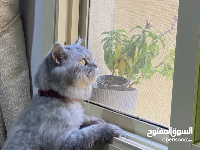 قط للتبني مجاناً