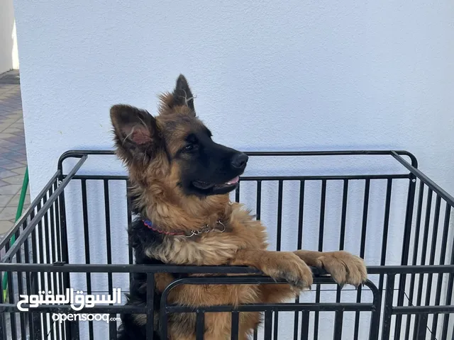 German Shepherd puppy (female) 7000 aed