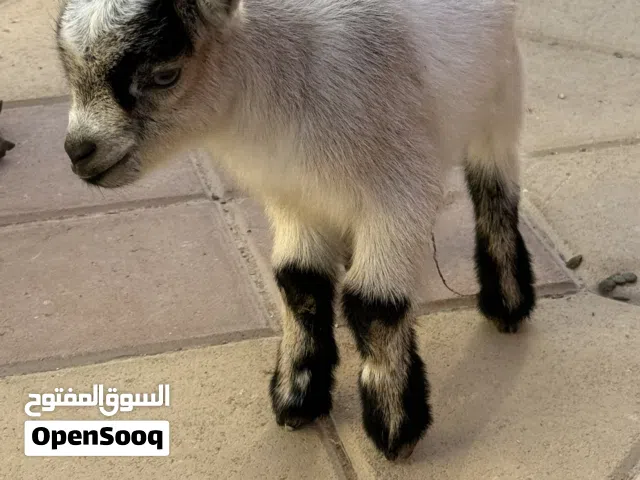 ماعز قزم أمريكي