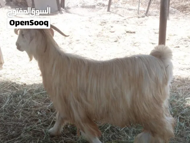 تيس جامودي