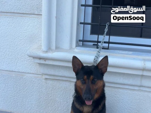 سبب البيع لعدم التفرغ