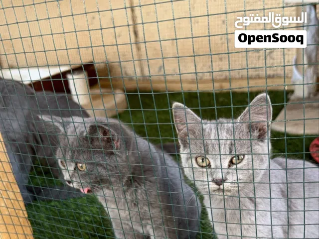 قطط سكوتش للبيع