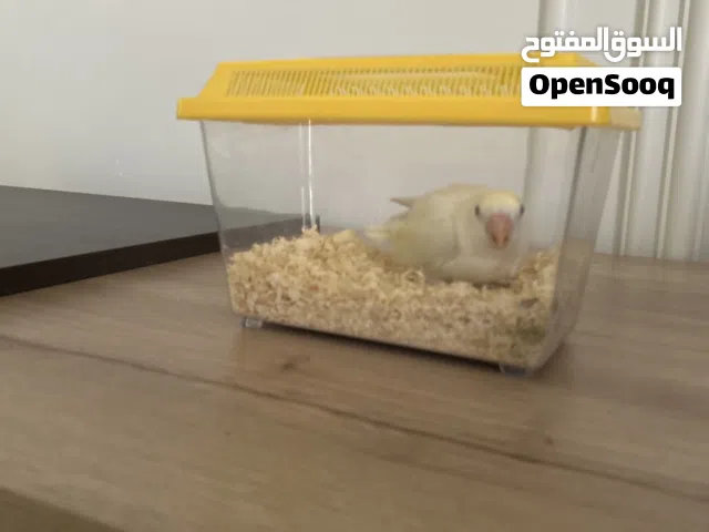 فرخ لوف بيرد اليف ربوه