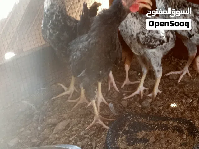 ديوجه لبيع العدد 5