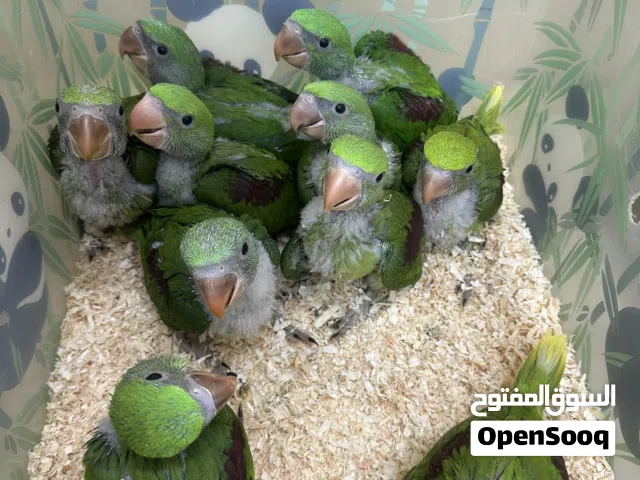 فروخ نبيالي سوبر جامبو