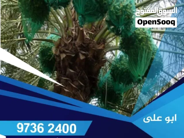 تكييس وتنظيف وتكريب نخيل