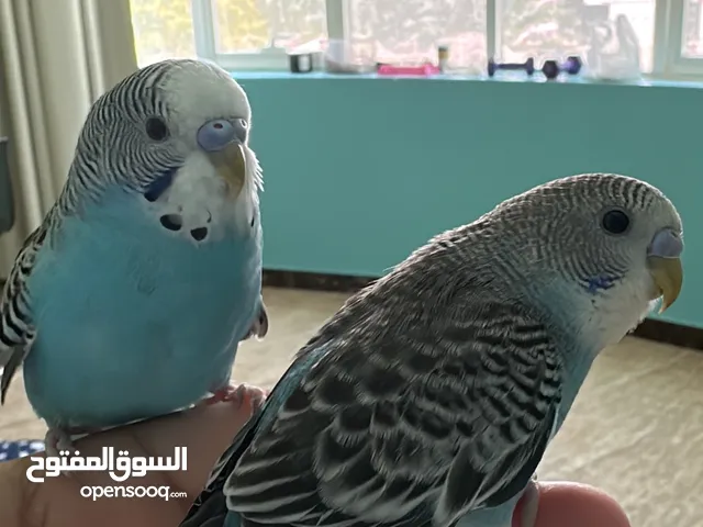 طيور الباجي