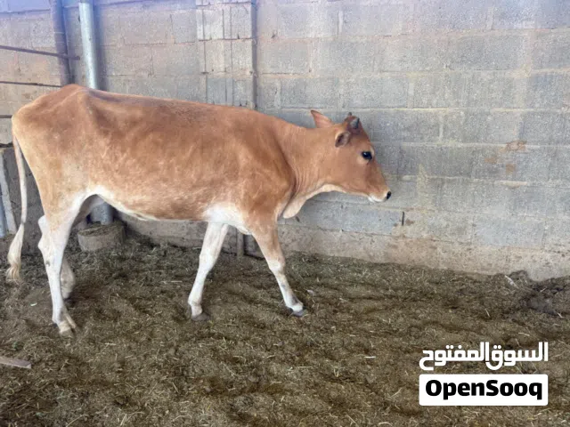 عجل وعجله، ،،