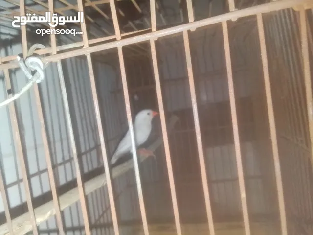 للبيع فنجس السعر 15الف بي مجال