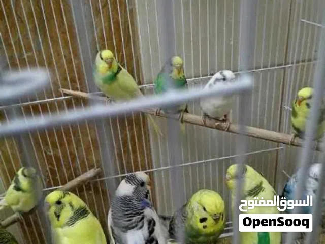 بغبغاء باجلي
