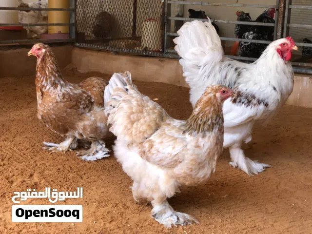 دجاج براهما