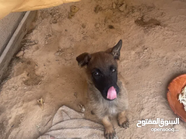 جرو مالينوا للبيع العمر شهرين ونص