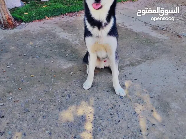 haski siperian 12 months al document all vaxin