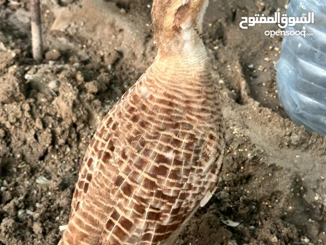 صفارد زوج باكستاني