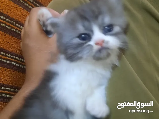 قطط العدد 2 يلعبن العمر شهر و10