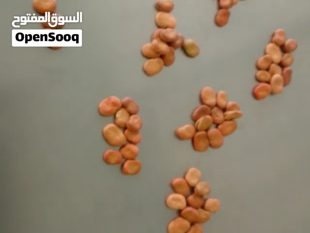 فول حبه كبيره للبيع