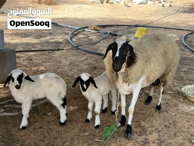 نعجه تومية تحتها خروف وفطيمة بسم الله ماشاء الله نعجه غليظة وصغيرة سنها سدسة نعجة كسبة