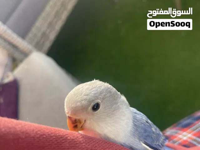 روز مع قفصه و كواشي بحتاجو أليف كثير و لعوب