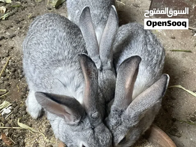 3 اناثي وذكر