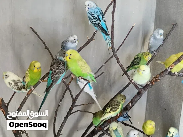 عصافير حب اقرا الوصف